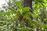 Mahonia japonica. Верхушка побега с соплодиями. Грузия, Имеретия, г. Кутаиси, в культуре. 15.06.2023.