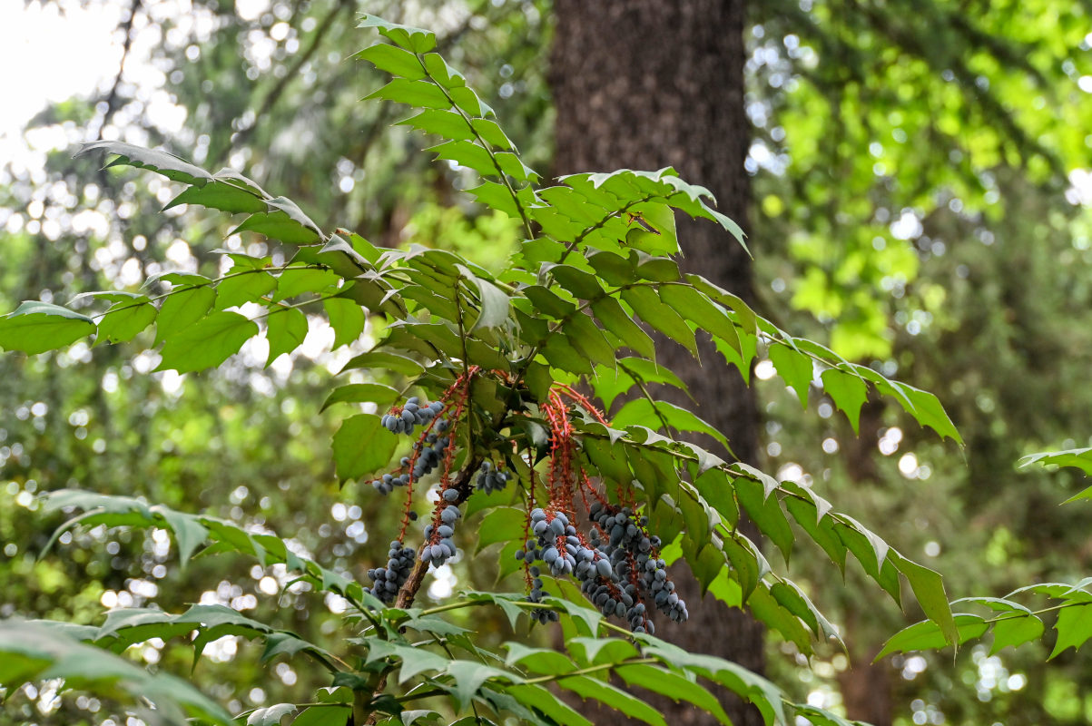 Изображение особи Mahonia japonica.