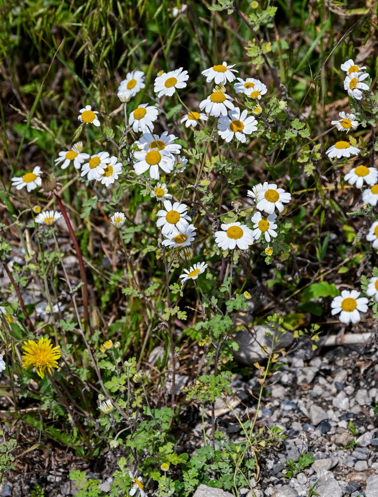 Изображение особи Pyrethrum glanduliferum.