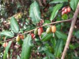 Elaeagnus pungens. Ветвь с плодами разной степени зрелости. Краснодарский край, городской округ Сочи, Хостинский р-н, Мацестинский лесопарк, у дороги, широколиственный лес. 28.03.2023.