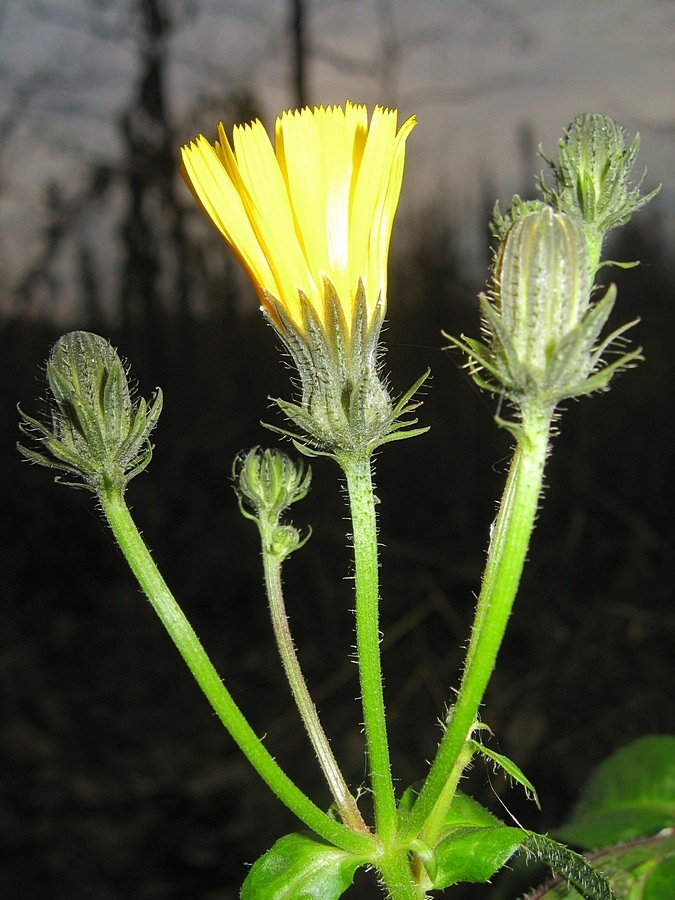 Image of Picris hieracioides specimen.