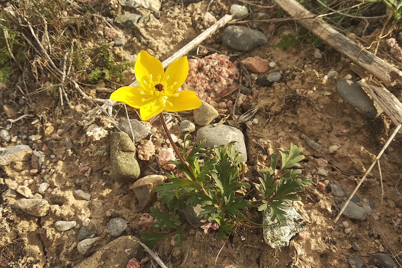 Изображение особи Anemone baissunensis.