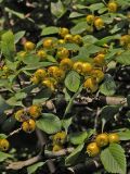 Смотреть изображение Crataegus punctata