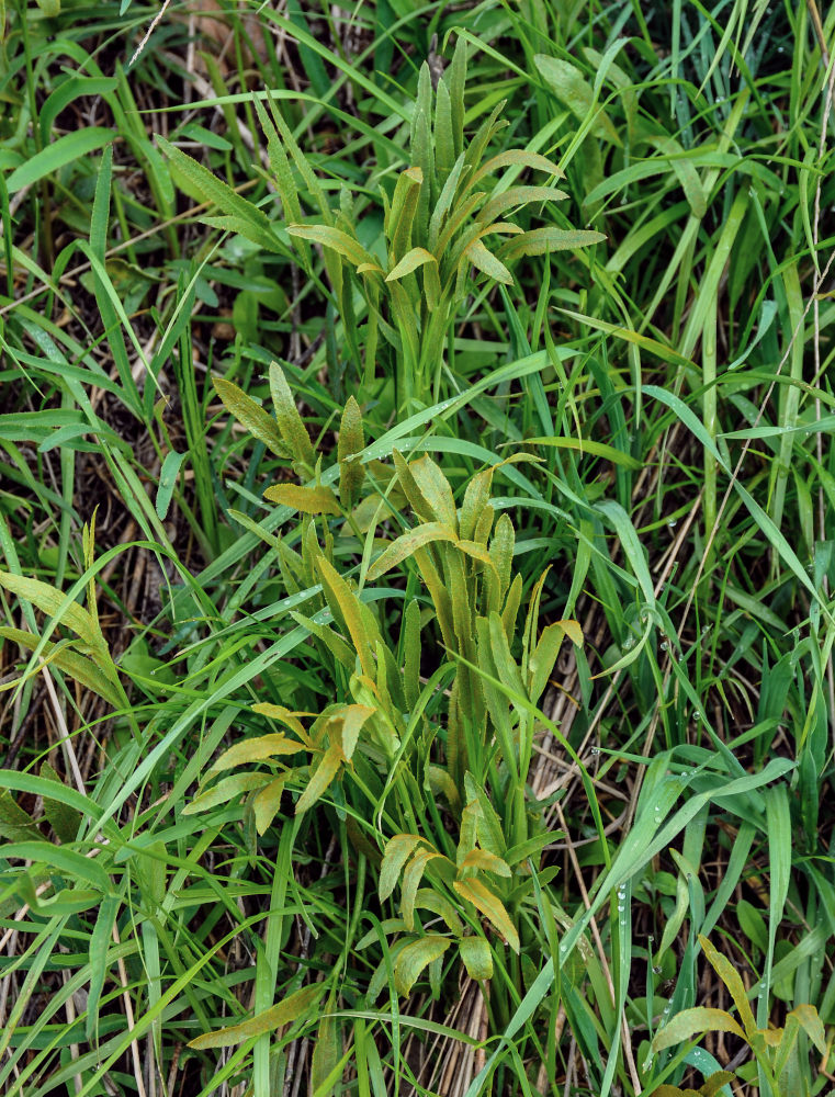 Image of Falcaria vulgaris specimen.