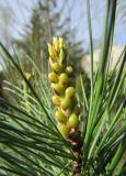 Pinus pumila