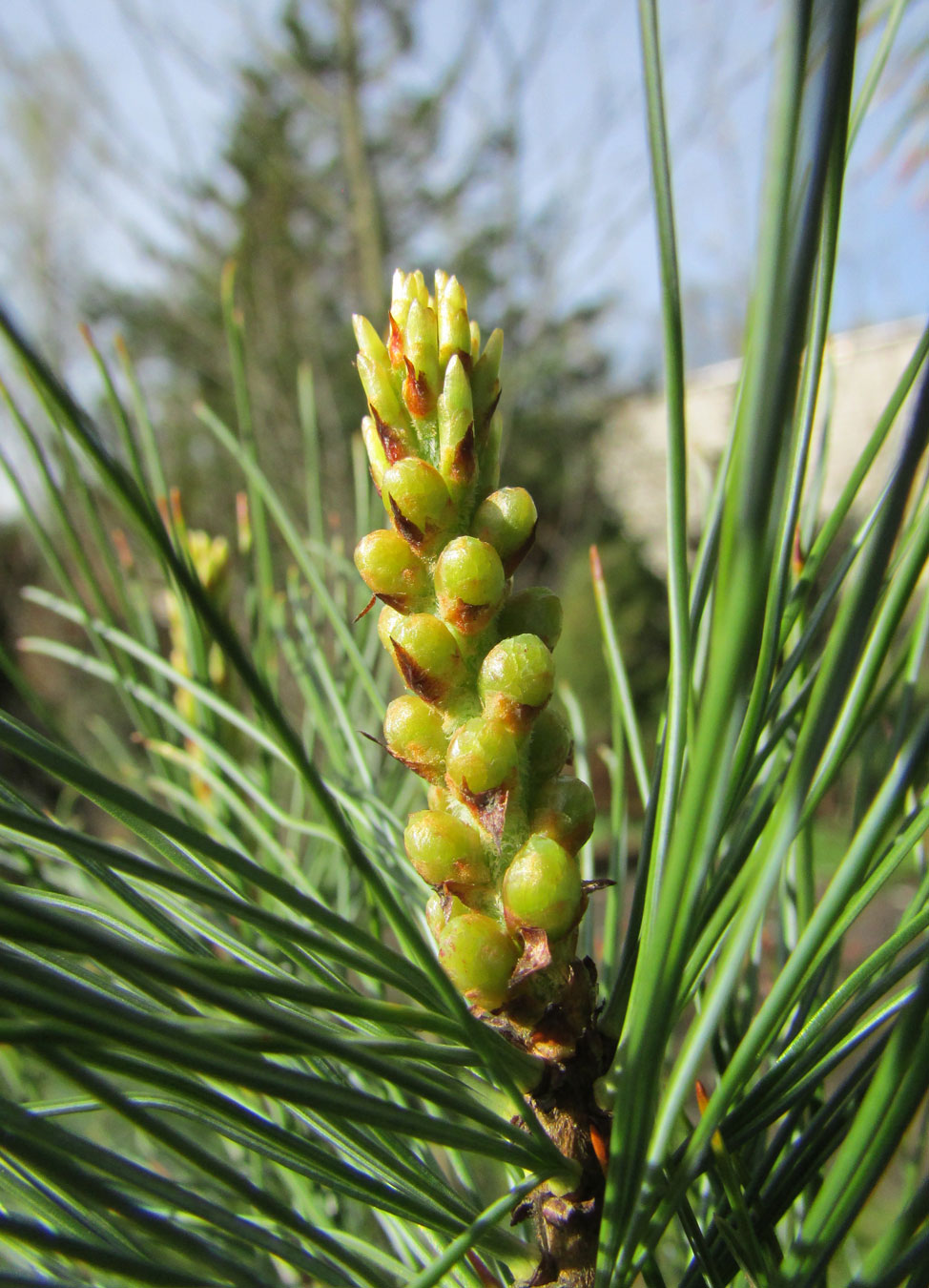 Image of Pinus pumila specimen.