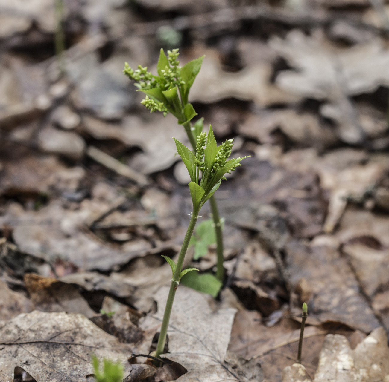 Изображение особи Mercurialis perennis.