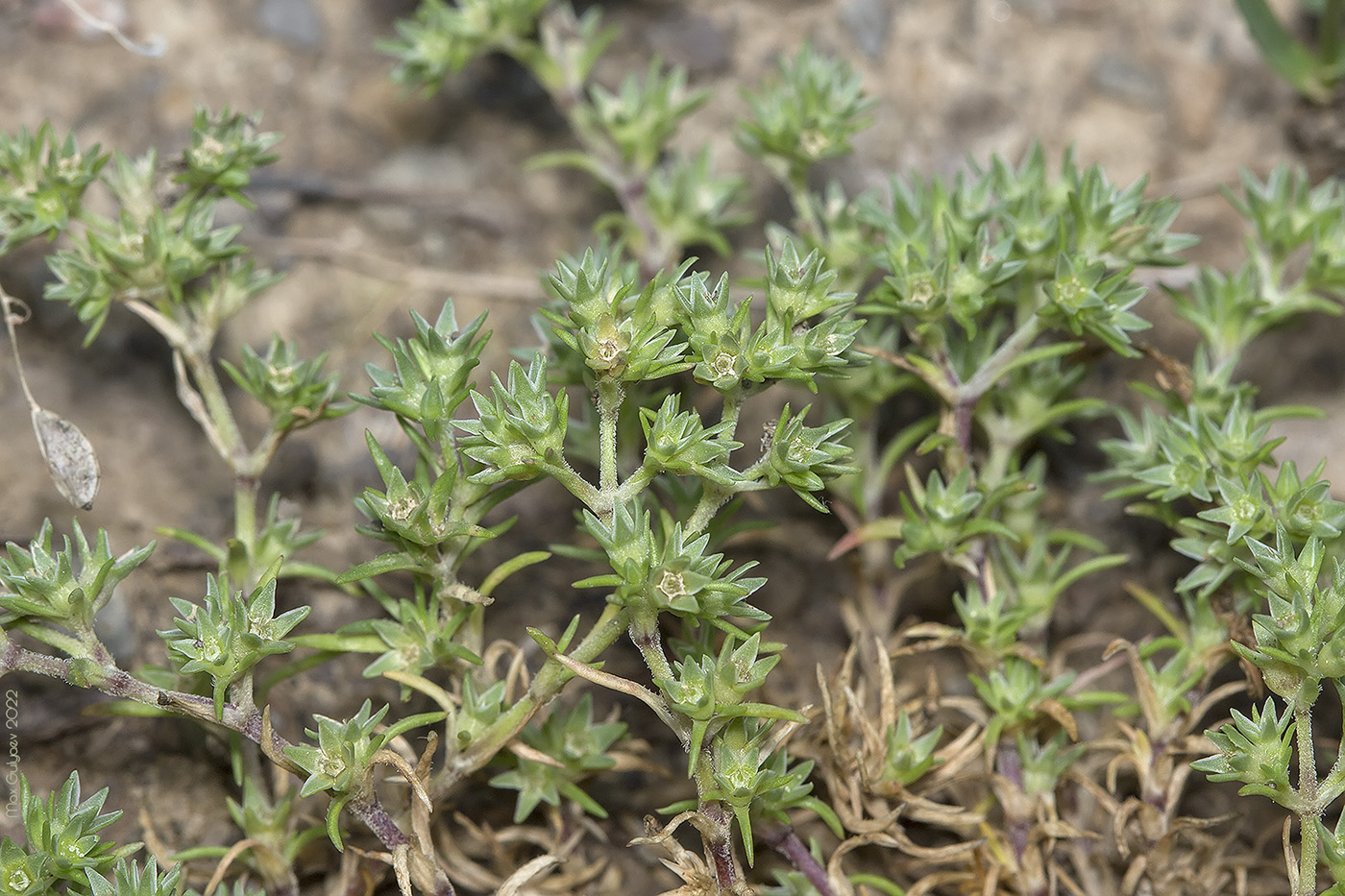 Image of Scleranthus annuus specimen.