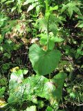 Ligularia sibirica