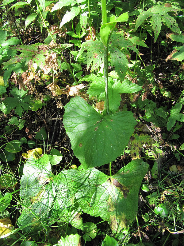 Изображение особи Ligularia sibirica.