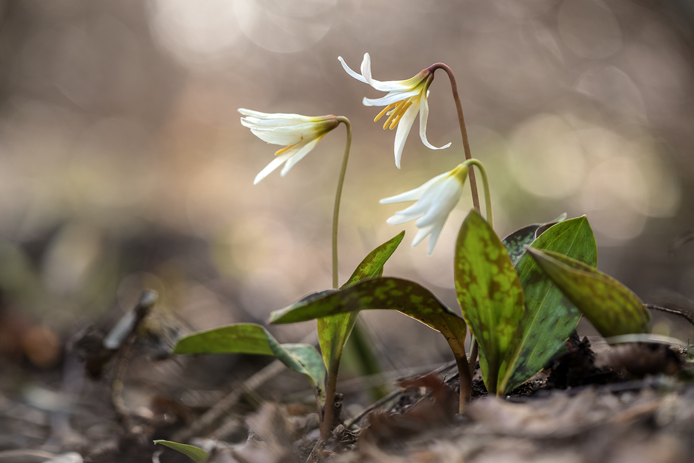 Изображение особи Erythronium caucasicum.