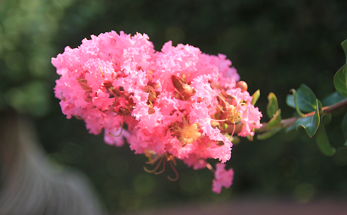 Image of Lagerstroemia indica specimen.