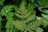 Gymnocarpium dryopteris. Вайя с сорусами (вид на абаксиальную поверхность). Вологодская обл., Сокольский р-н, Оларевская гряда, смешанный лес. 13.07.2024.