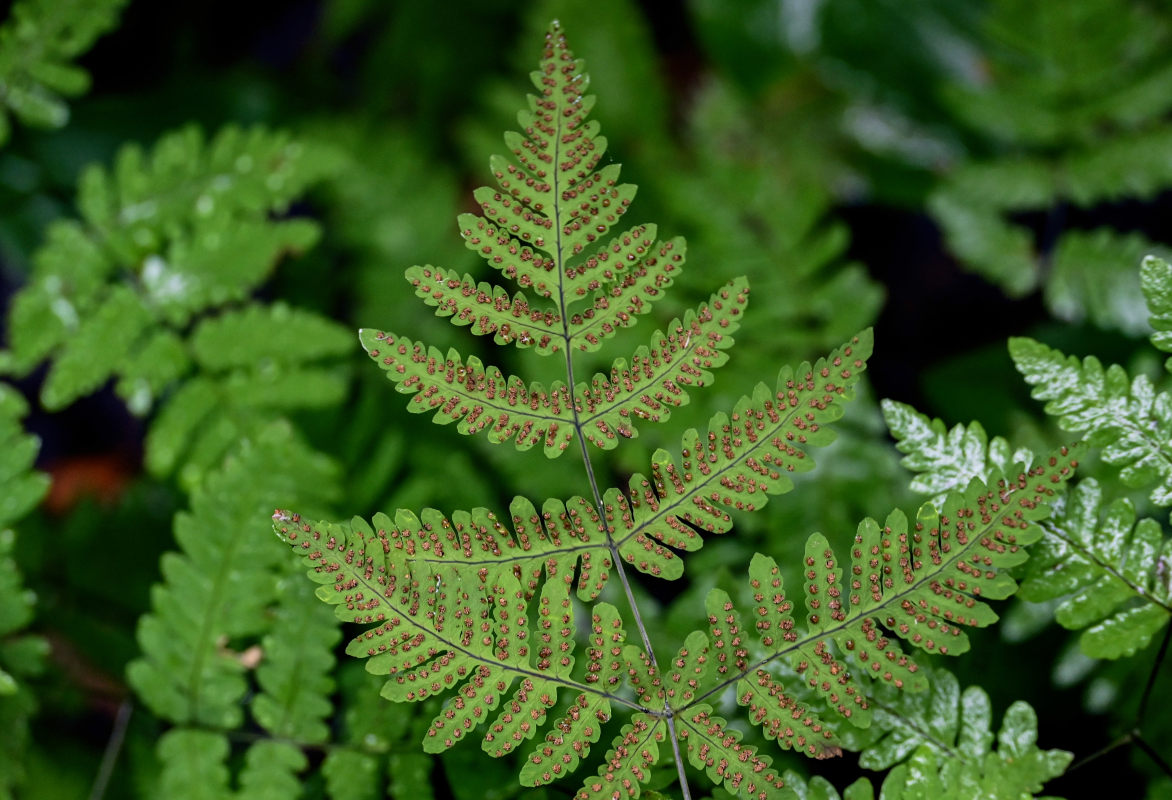 Изображение особи Gymnocarpium dryopteris.