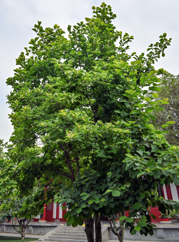 Image of Magnolia kobus specimen.