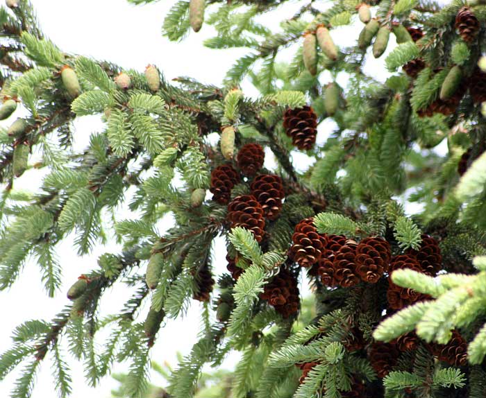 Изображение особи Picea glauca.