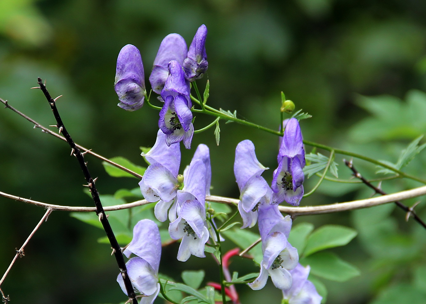 Image of genus Aconitum specimen.