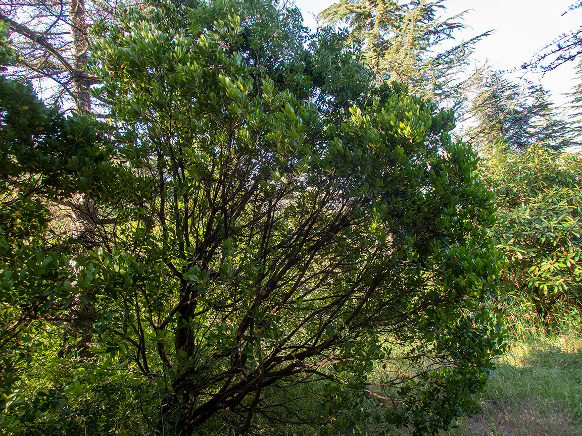 Image of Euonymus japonicus specimen.