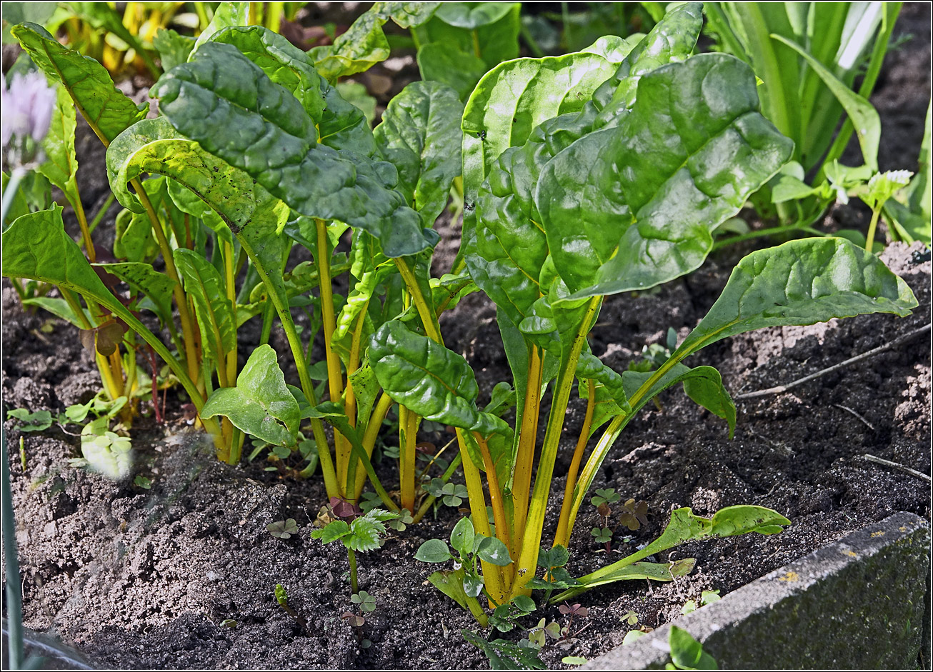 Image of Beta vulgaris specimen.