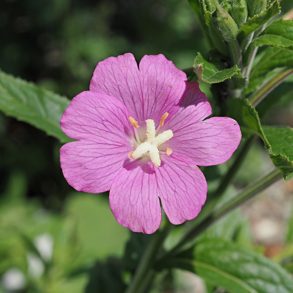 Изображение особи Epilobium hirsutum.