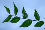 genus Ulmus. Верхушка побега с частично повреждёнными листьями. Самарская обл., Ставропольский р-н, сельское поселение Севрюкаево, окр. с. Мордово, высокий берег протоки Кольцовская Воложка, луг. 7 сентября 2023 г.