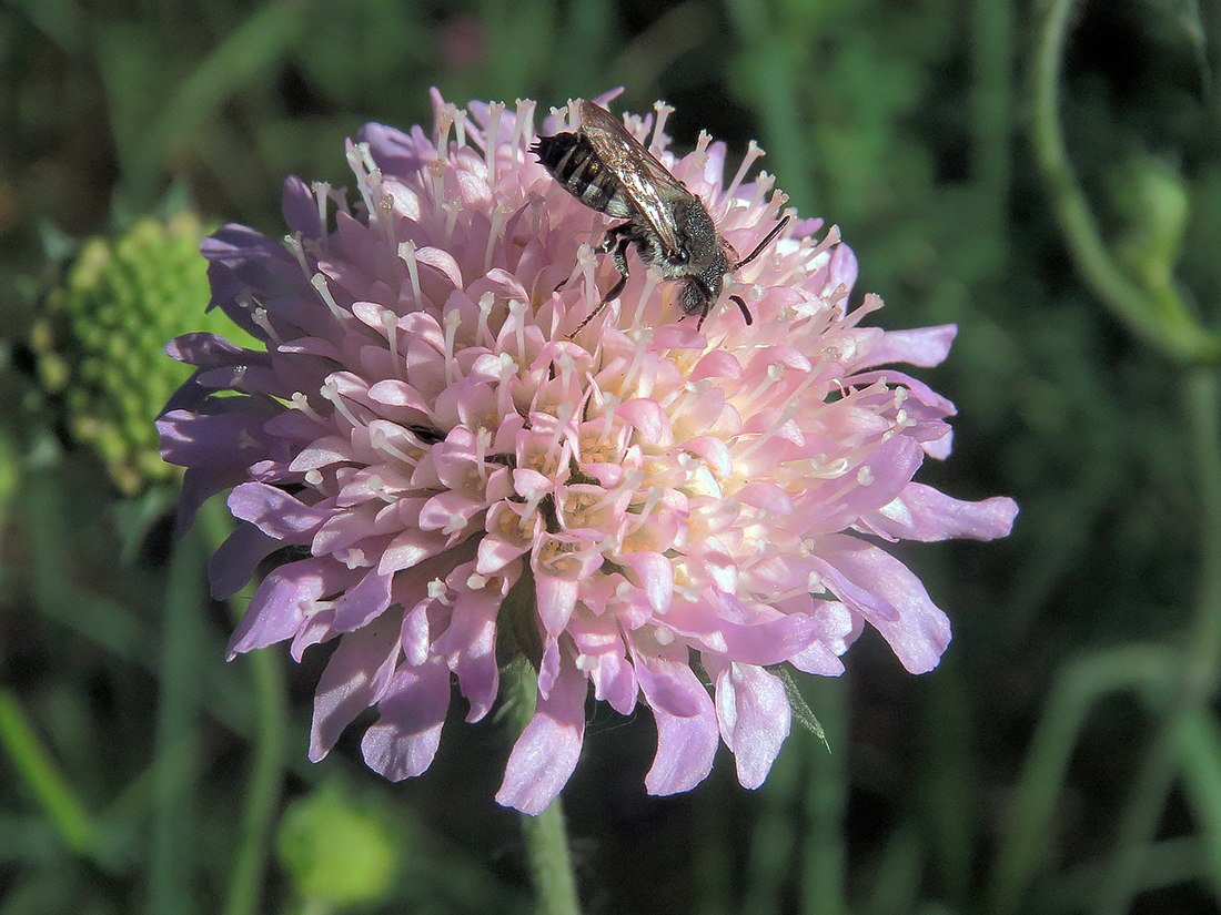 Изображение особи Knautia arvensis.