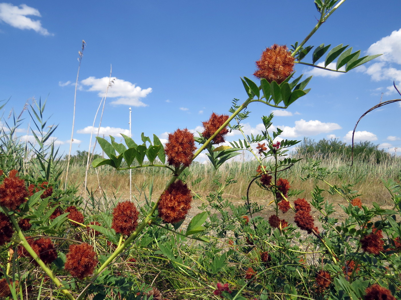 Изображение особи Glycyrrhiza echinata.