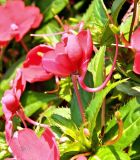 Impatiens hawkeri. Цветок и верхушка побега. Испания, г. Мадрид, парк Campo del Moro. Сентябрь.