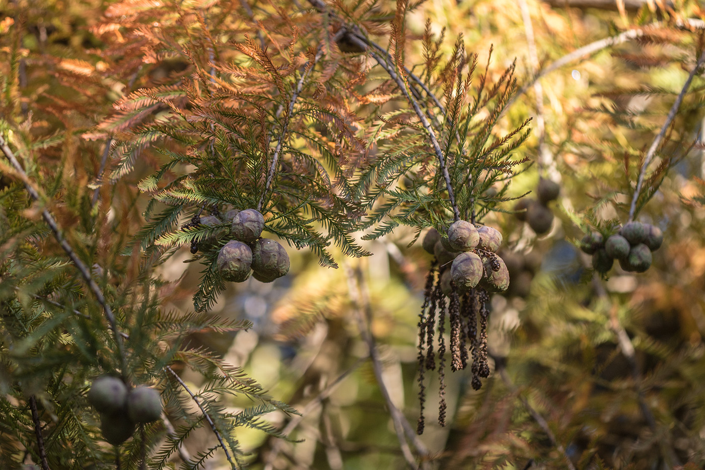 Image of Taxodium distichum specimen.