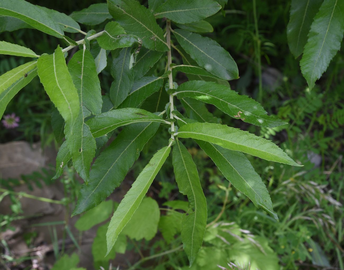 Image of genus Salix specimen.