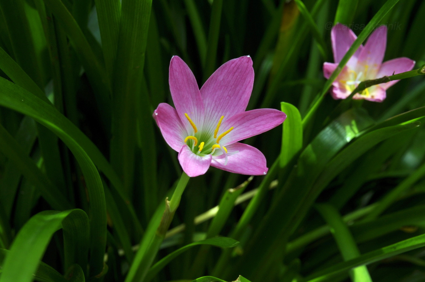 Изображение особи род Zephyranthes.