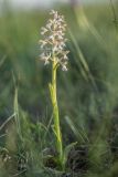 Anacamptis morio подвид caucasica. Цветущее растение (гипохромная форма). Крым, окр. пос. Коктебель, платообразная вершина горы Клементьева, горная степь. 02.05.2019.