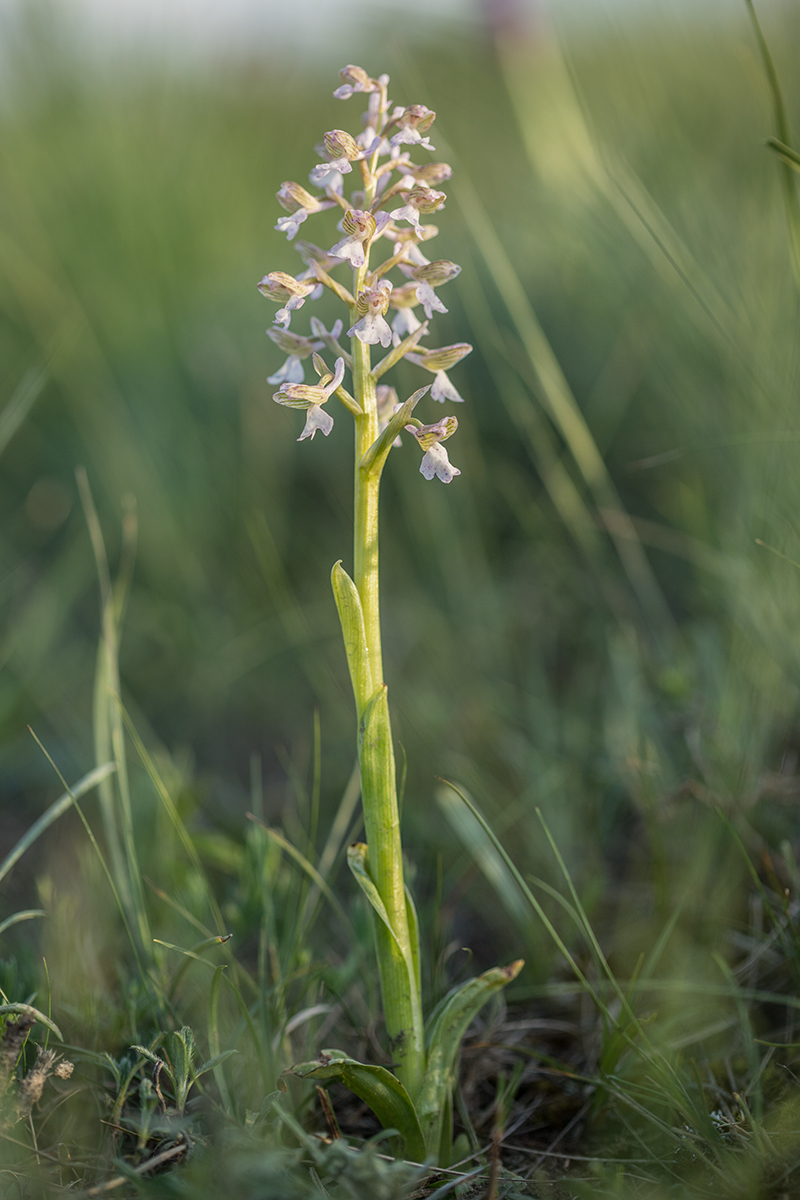 Изображение особи Anacamptis morio ssp. caucasica.