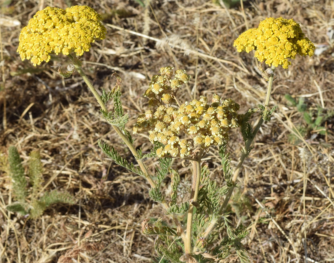 Image of Achillea arabica specimen.