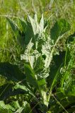 род Verbascum. Верхушка вегетирующего растения. Оренбургская обл., Саракташский р-н, Жёлтинский сельсовет, окр. Кандуровского карьера, степь. 28 мая 2024 г.