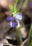 Смотреть изображение Viola mirabilis