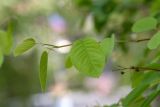 Смотреть изображение Amelanchier spicata