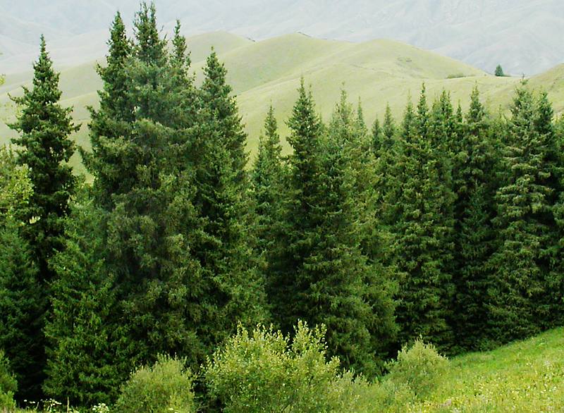 Image of Picea schrenkiana specimen.