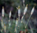 Смотреть изображение Dianthus lanceolatus