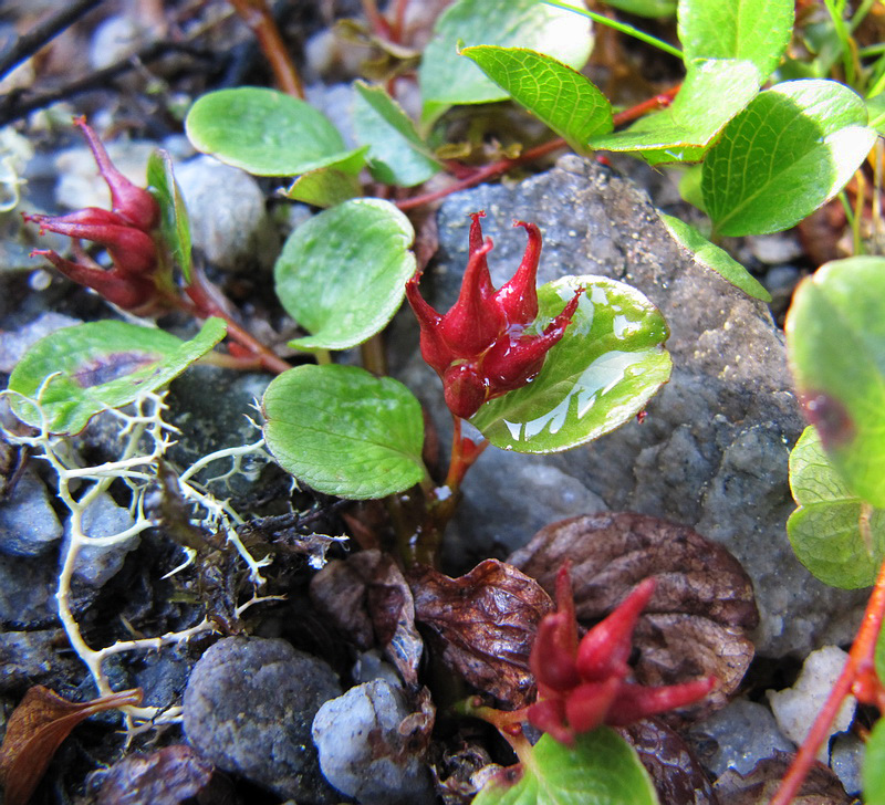 Image of Salix nummularia specimen.