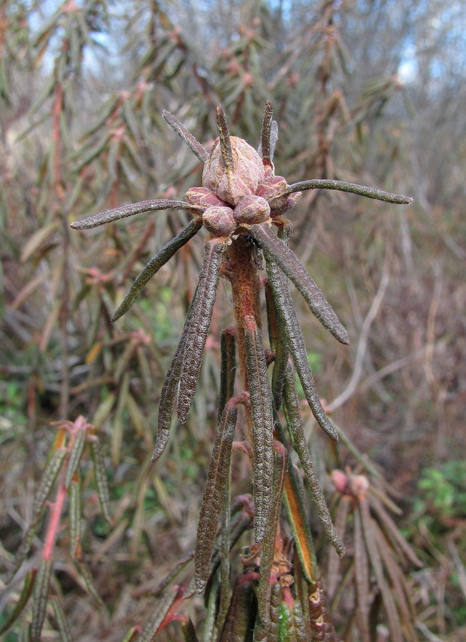 Image of Ledum palustre specimen.