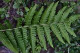 View full-size image genus Dryopteris