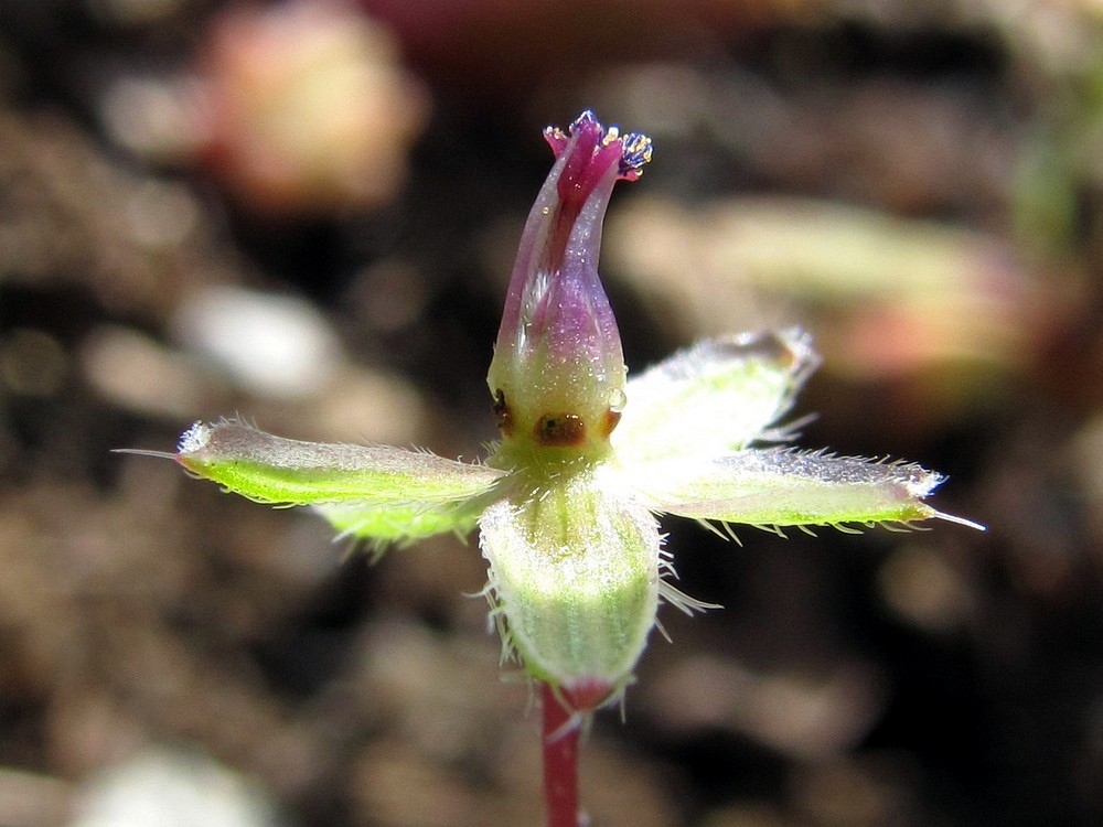 Изображение особи Erodium cicutarium.