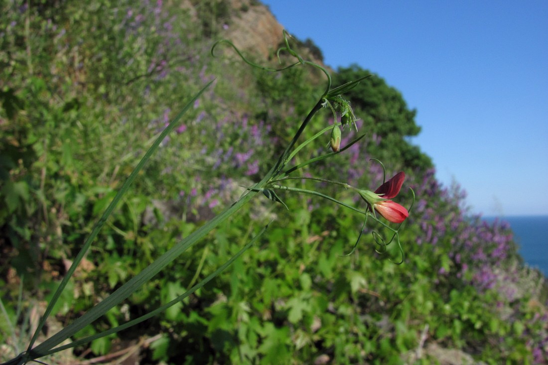 Image of Lathyrus setifolius specimen.