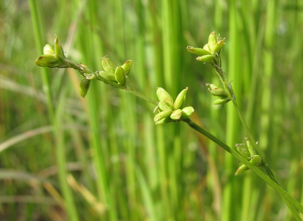 Изображение особи Carex loliacea.