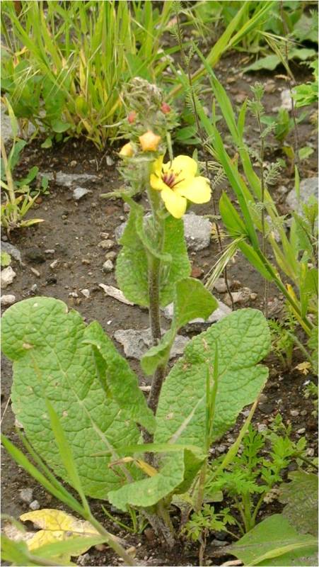 Изображение особи род Verbascum.