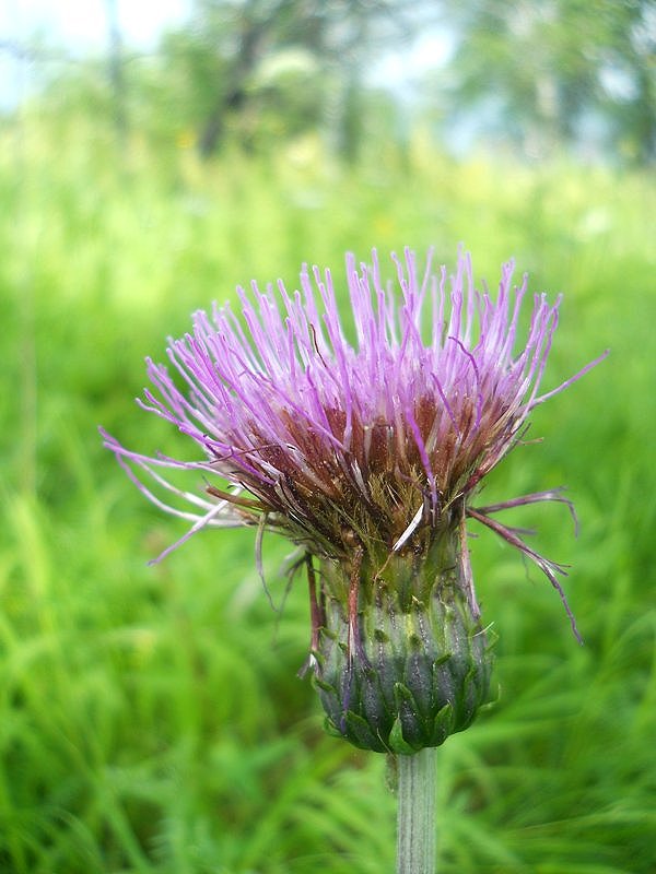 Image of Cirsium heterophyllum specimen.