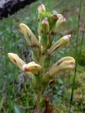 Pedicularis sceptrum-carolinum. Соцветие. Свердловская обл., окр. г. Североуральск, южная окраина Колонгинского водохранилища, болото. 01.08.2011.