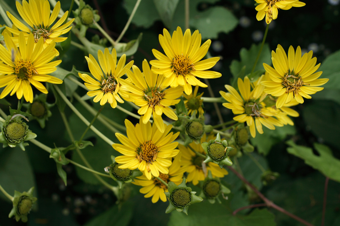 Image of Silphium perfoliatum specimen.