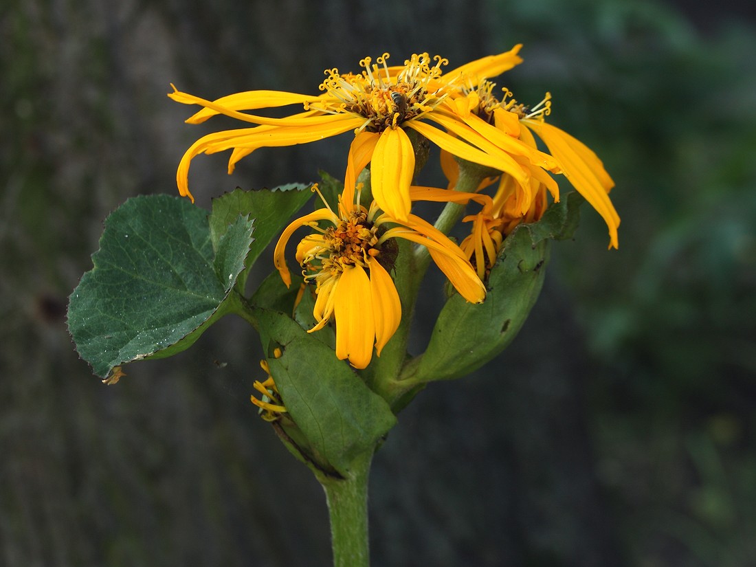 Изображение особи Ligularia dentata.